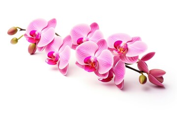 Pink Orchid isolated on white background.