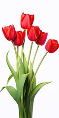 Red tulips isolated on white background.