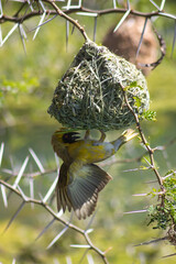 Cape weaver with beautifully yellow color hanging upside down on his nest, with his wing spread out behind his body.