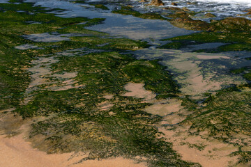 Summer season green algae growing covered brown stone and sand at seashore in Melbourne Australia