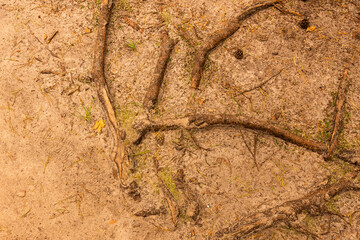 Forest path with tree roots for relaxing walks