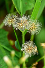 Vernonia cinereaLess. The trunk has a crest and soft hairs. The flowers bloom at the end of the flowers and are purple. Older flowers are white. The seeds have long white hairs