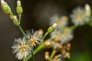 Vernonia cinereaLess. The trunk has a crest and soft hairs. The flowers bloom at the end of the flowers and are purple. Older flowers are white. The seeds have long white hairs