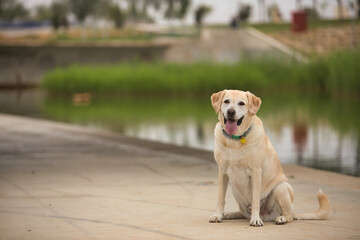 Beautiful golden retriever dog sitting with tongue out in calm and happy attitude, in a park next to a lake. Concept, dogs, breed, animals, pets.