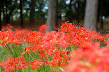 spider lily, higanbana, flower