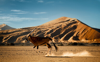 Oryx running in the Sossusvlei area, Namib-Naukluft National Park, Namibia. The southern oryx or...