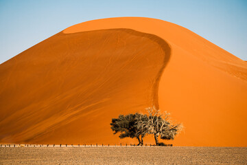 Dune 45 against clear blue sky in the Sossusvlei area, Namib-Naukluft National Park, Namibia. It is named after its distance of 45 kilometers from the Sesriem gate and stands at over 170 meters tall. - obrazy, fototapety, plakaty
