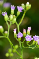 Vernonia cinereaLess. The trunk has a crest and soft hairs. The flowers bloom at the end of the flowers and are purple. Older flowers are white. The seeds have long white hairs