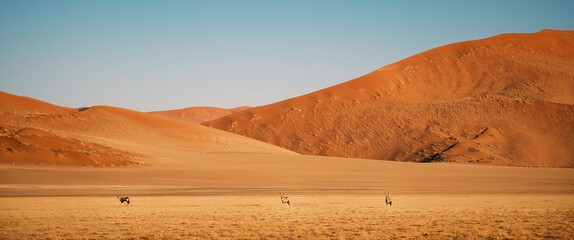 Three oryxes (Oryx gazelle) looking straight at camera in the Namib-Naukluft National Park,...