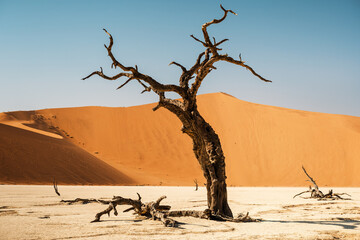 Scorched camel thorn trees framing the summit of Big Daddy Dune in Deadvlei, Sossusvlei area of the Namib-Naukluft National Park, Namibia. At 325 meters, it is the highest dune in the Sossusvlei area. - obrazy, fototapety, plakaty
