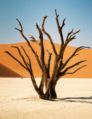 Scorched camel thorn trees against blue sky and red dunes in Deadvlei, Sossusvlei area of the Namib-Naukluft National Park, Namibia. They died 700 years ago and are now scorched black by intense sun. - obrazy, fototapety, plakaty