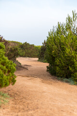 A sandy path coniferous shrubs on the island of Majorca in spain