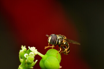 Eumerus is a hoverfly genus in the Eumerini tribe. They are small The abdomen is round and smooth. Powerful hind legs and yellow fur around the shoulder blades. has a yellow mustache Some species are 
