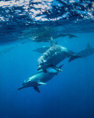 Fototapeta premium Underwater photo of wild dolphins, Australia