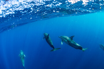 Obraz premium Underwater photo of wild dolphins, Australia