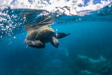 Fototapeta premium Green Turtle in the Ocean, Australia