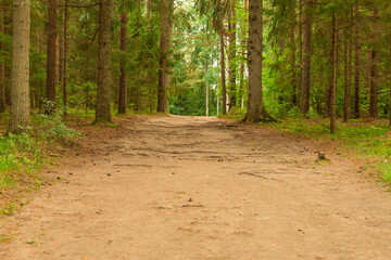 Forest path with tree roots for relaxing walks