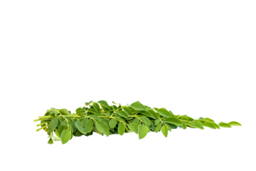 Moringa leaves harvested on a white isolated background