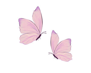 Fototapeta na wymiar pink butterfly isolated on white