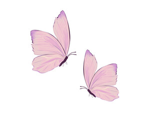 pink butterfly isolated on white