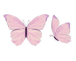 butterfly isolated on white