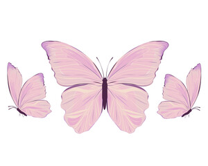 butterfly isolated on white