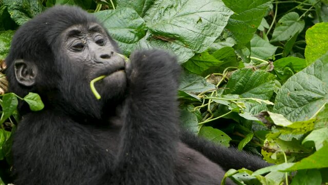 A close-up 4K gimbal shot of an endangered young mountain gorilla, living among their natural jungle habitat, Bwindi Impenetrable Forest National Park of Uganda, Africa.