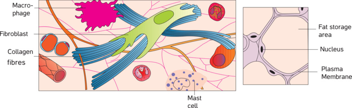 adipose tissue Areolar tissue Adipose tissue Loose connective tissue human cell tıssue