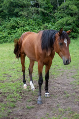 A beautiful brown horse stands gracefully in a peaceful meadow, embodying the tranquility and natural beauty of the countryside. Brown Horse in Serene Meadow. High quality photo