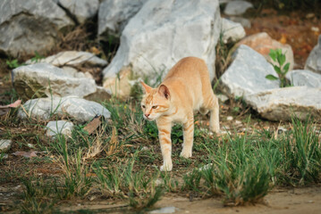 Naklejka premium tranquil stride furtive cat amongst meadow greenery