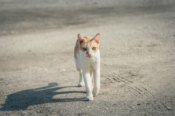 Naklejka na ściany i meble graceful stride cat prowling in the morning light