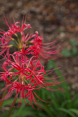 higanbena, spider lily, flower