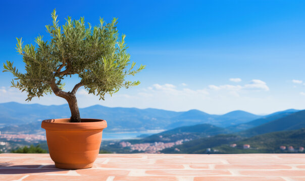 Olive tree in terra cotta clay pot on white terrace
