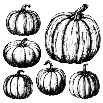 Handmade pumpkin sketch set for Thanksgiving. Collection of ink sketches isolated on white background. Hand drawn vector illustration. Retro style.