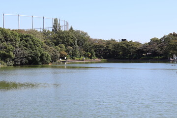 秋の公園に広がる静かな池の風景