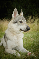 Youth male of czechoslovak wolfdog posing outdoor in nature