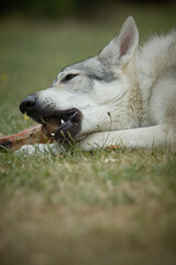 Obraz premium Youth male of czechoslovak wolfdog eating bone outdoor in nature