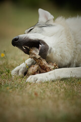 Naklejka na ściany i meble Youth male of czechoslovak wolfdog eating bone outdoor in nature