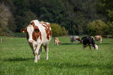 Fototapeta na wymiar great and amazing cattle of north italy