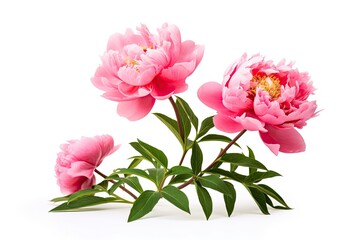 Peony isolated on white background.