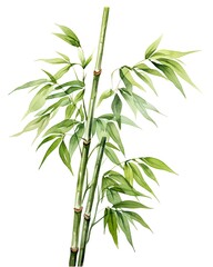 Fototapeta na wymiar bamboo isolated on white background