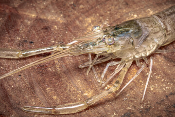 Fresh Water Shrimp, macro close up detail, isolated on a wooden background, Murray River, South Australia.