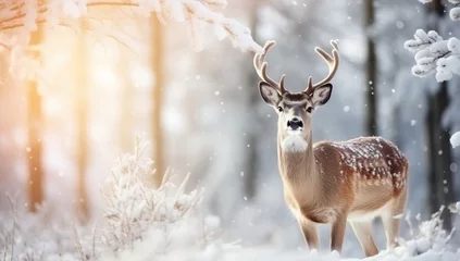 Schilderijen op glas Fallow deer in winter forest with snowflakes © Meow Creations