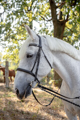 portrait of grey horse purebred thoroughbred at the race track with white racing track practice synthetic bridle with round ringed bit racing martingale english tack young grey thoroughbred race horse