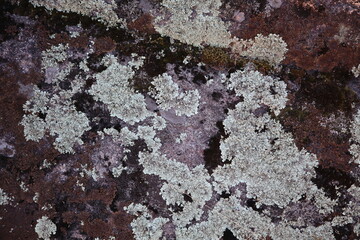 The lichen, growing on a rough, dark-colored substrate. Moss on stone