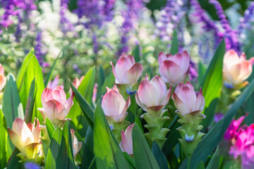 たくさん咲いたピンクのクルクマの花