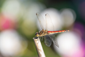 お花畑の竿先にとまる赤とんぼ