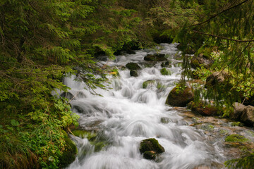 Beautiful mountain stream in a forest, in Zakopane, Poland