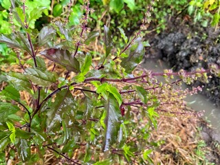 Non-toxic basil plant Can be used for cooking and is also an herb that helps maintain health.