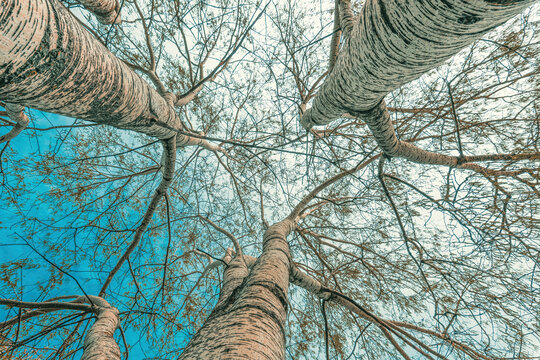 Low angle view of silver poplar trees with bare branches in park